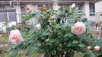 DSCF4871