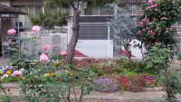 DSCF4874