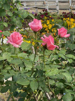 image0