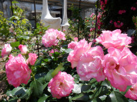 DSCF0010