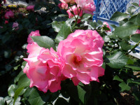 DSCF0007