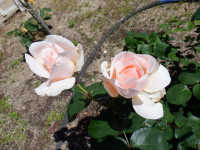 DSCF0006
